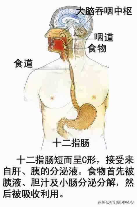 人体器官分布|人体器官骨骼全图