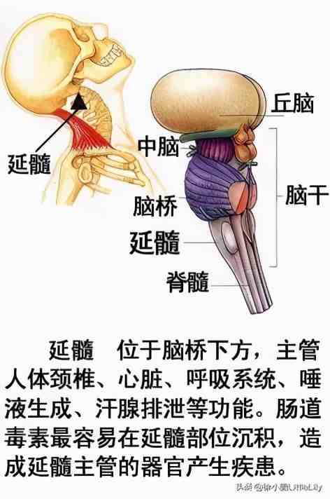 人体器官分布|人体器官骨骼全图