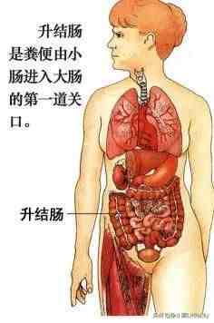 人体器官分布|人体器官骨骼全图