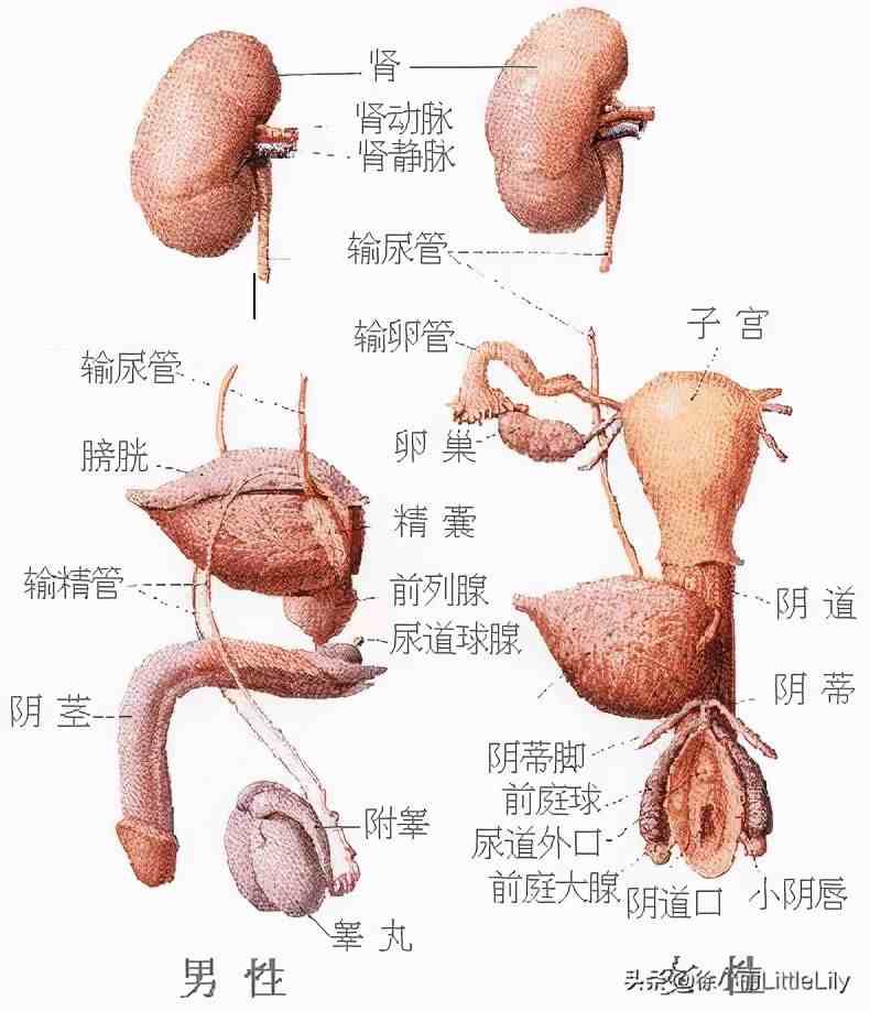 人体器官分布|人体器官骨骼全图