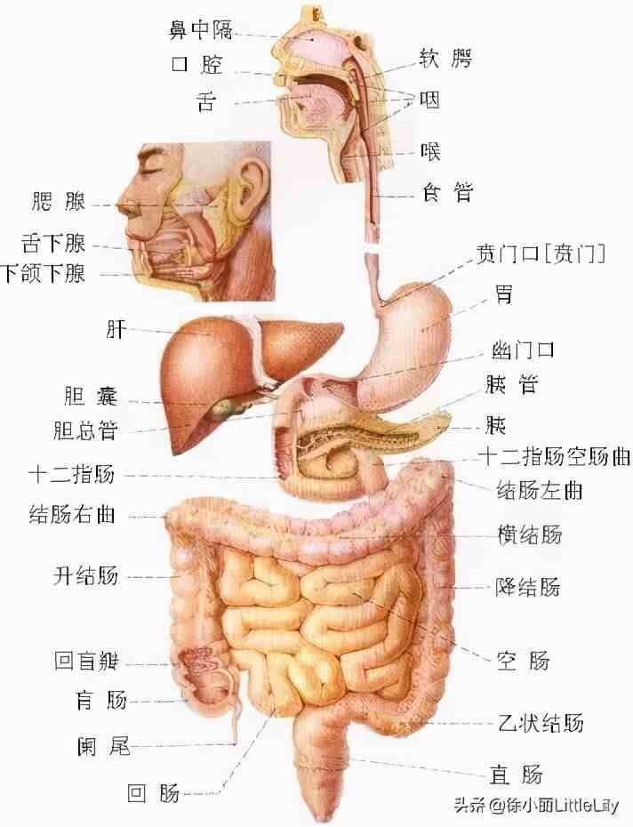 人体器官分布|人体器官骨骼全图