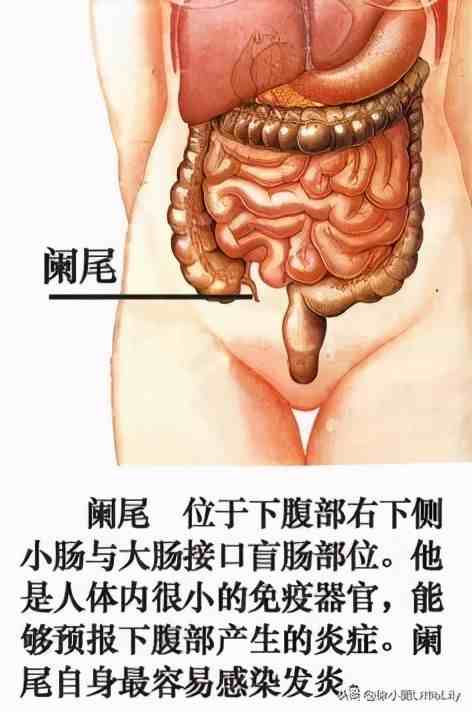 人体器官分布|人体器官骨骼全图