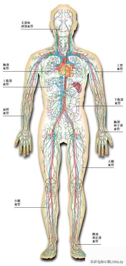 人体器官分布|人体器官骨骼全图