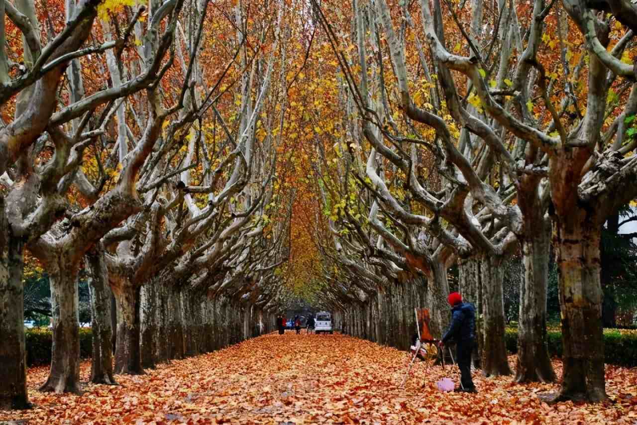 南京梧桐|法国梧桐树多少钱一棵