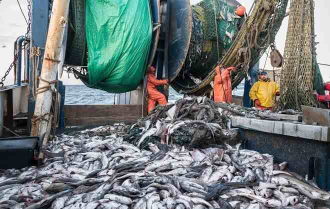 世界四大渔场北海道、纽芬兰、北海和秘鲁渔场，为什么鱼这么多？