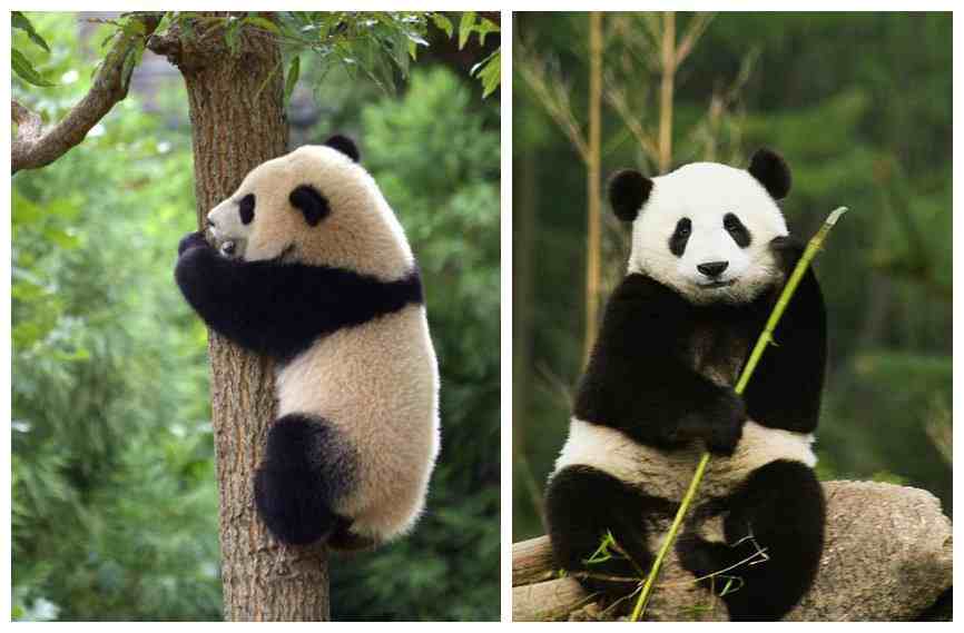 我国其实有两种大熊猫，一种像熊，一种像猫，已各自演化30万年