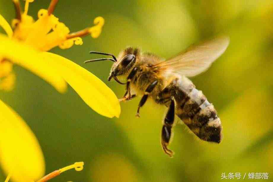 蜜蜂是如何采蜜的？采蜜蜂是如何来进行分工的？
