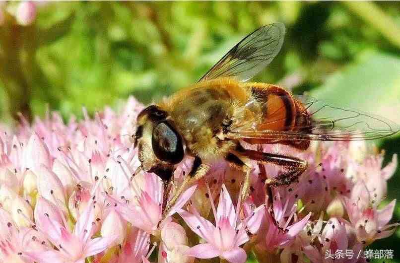 蜜蜂是如何采蜜的？采蜜蜂是如何来进行分工的？