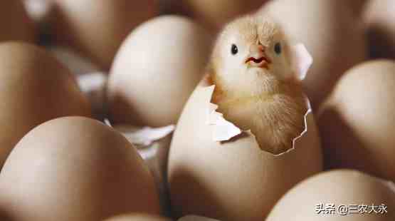 小鸡孵蛋|小鸡孵化需要多少天