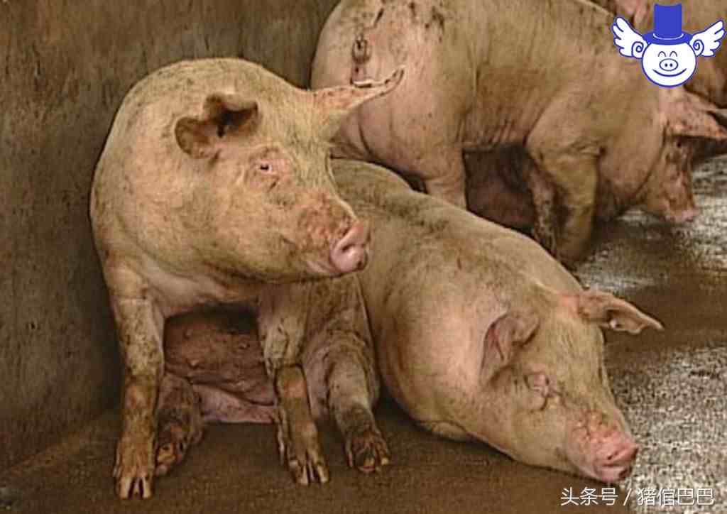 如何根据猪的外在症状，判别猪流感和猪感冒？