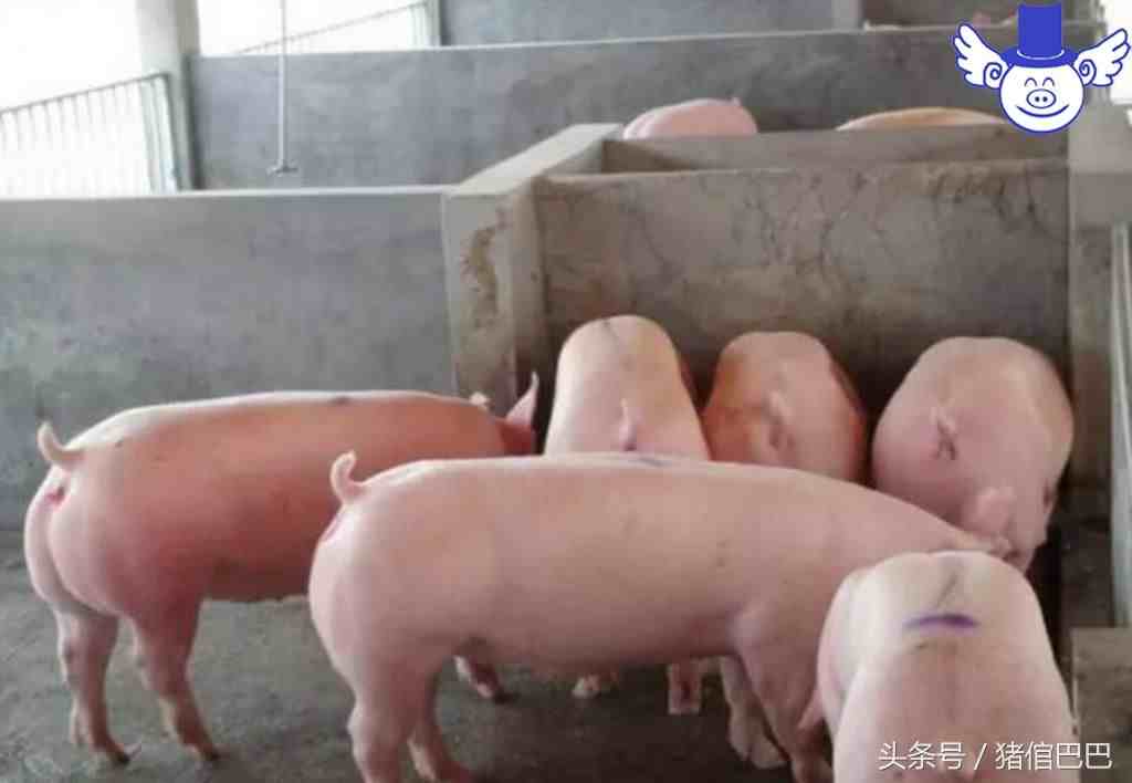 如何根据猪的外在症状，判别猪流感和猪感冒？