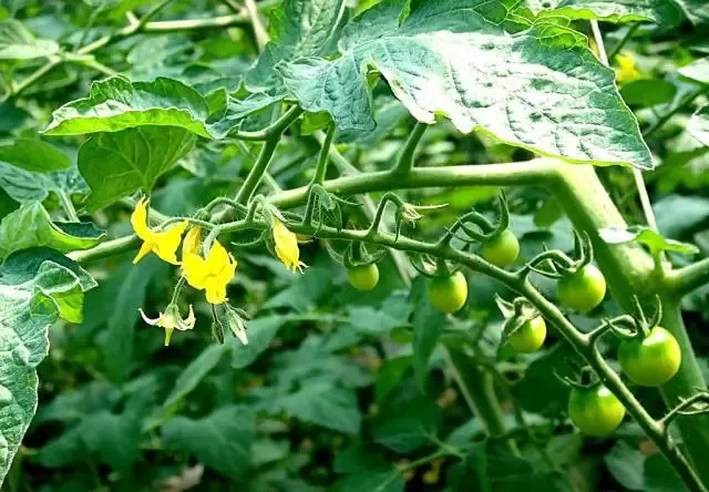 番茄种植|西红柿全套栽培种植技术