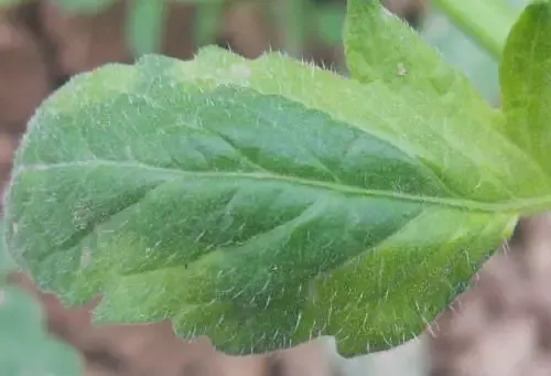 番茄种植|西红柿全套栽培种植技术