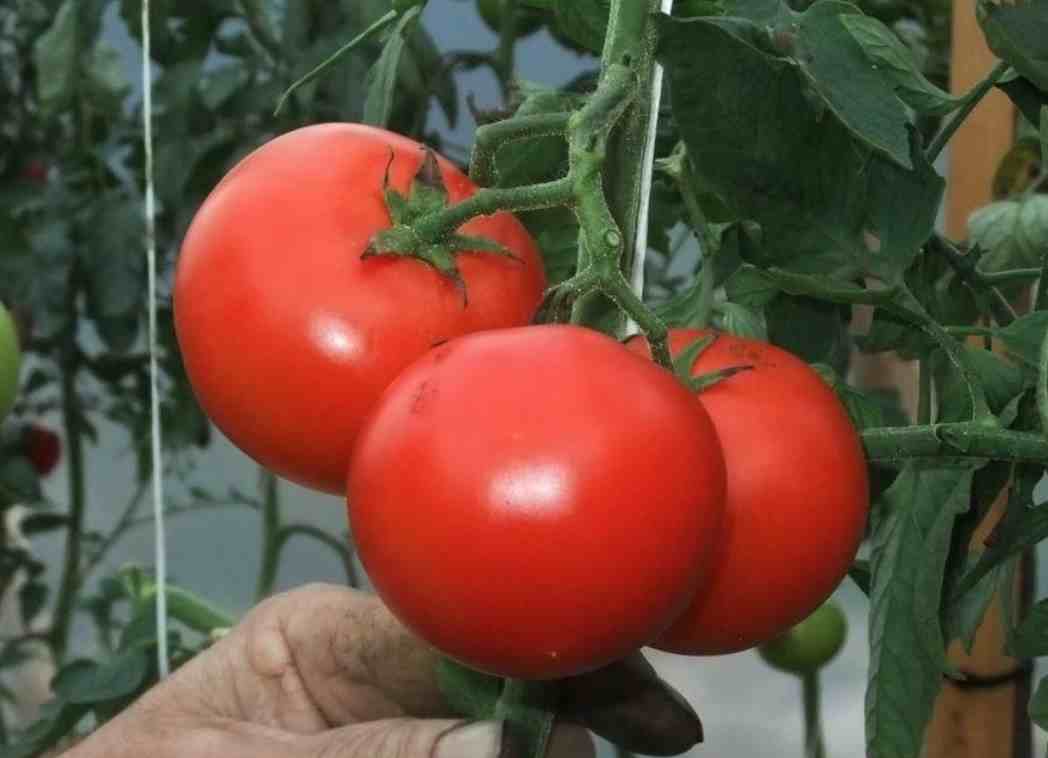 番茄种植|西红柿全套栽培种植技术