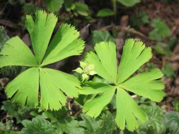 珍稀植物|5种罕见植物