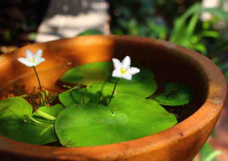 珍稀植物|5种罕见植物