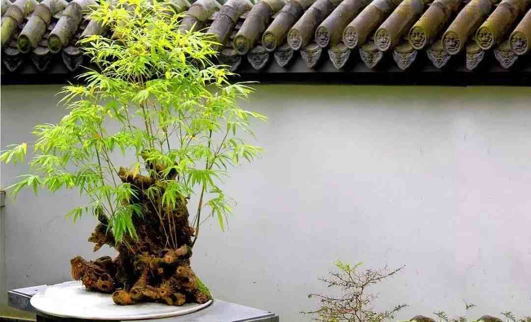 惊艳的6大盆景造型，中国植物艺术的巅峰，收藏起来