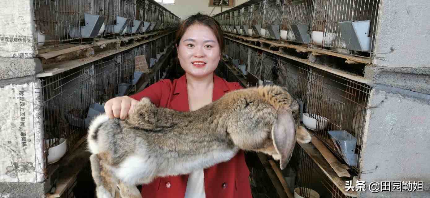 勤姐小课堂：兔子拉稀怎么治疗？新手养兔要先观察兔子粪便