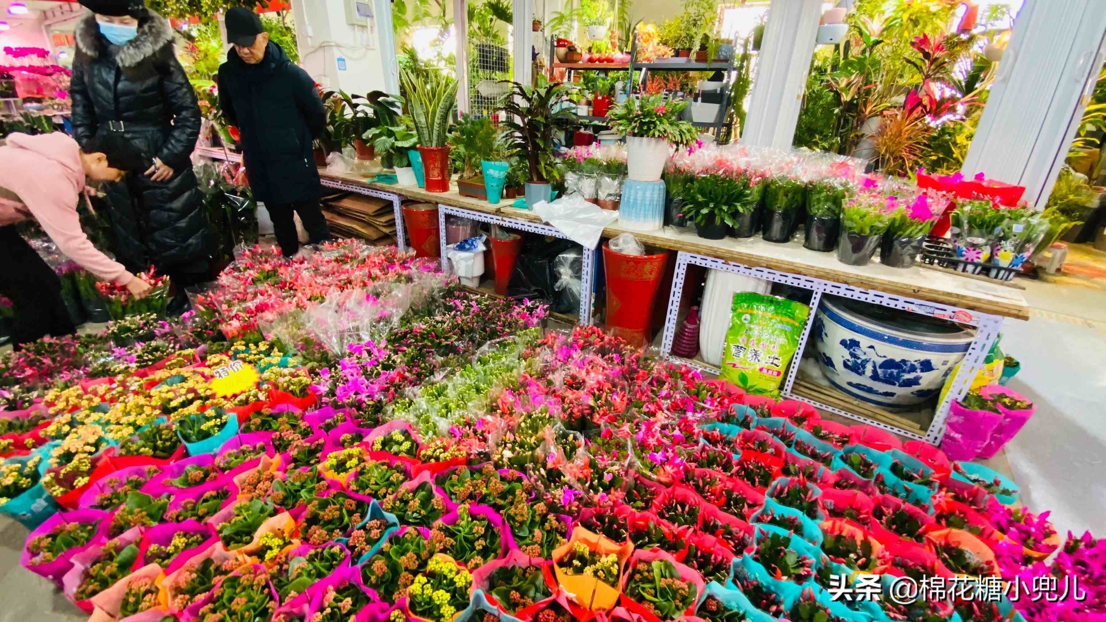 北京“最便宜的”绿植花卉批发市场，都在这里集齐了，赶紧收藏
