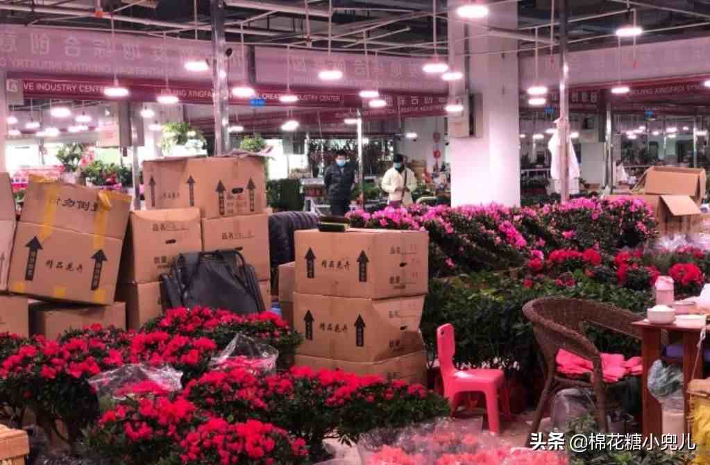 北京花卉批发市场|北京花卉市场哪个最好
