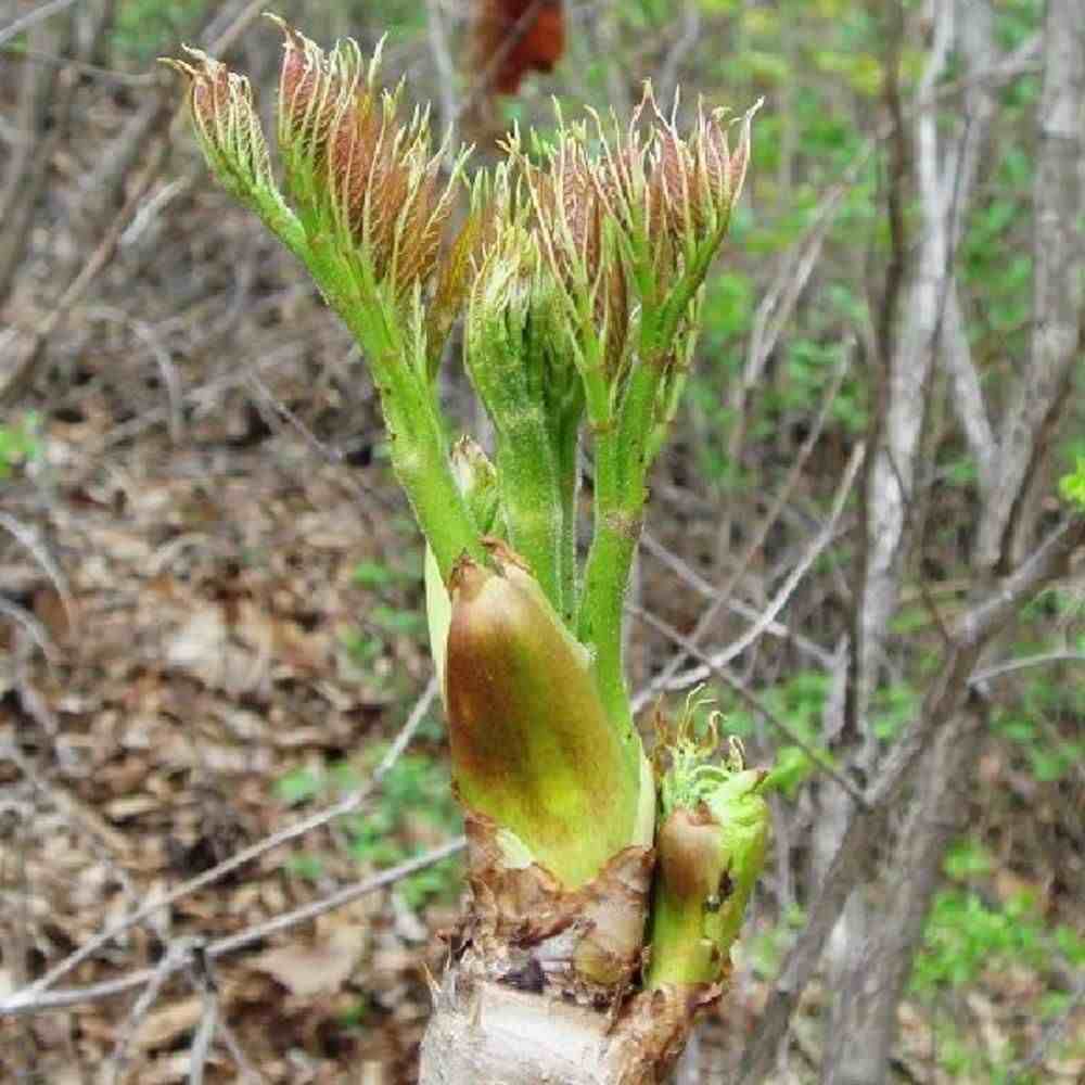 东北野生山货那么贵，老百姓还叫苦赚不到钱？是装穷还是真穷?