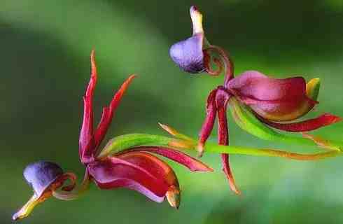 奇特的植物|世界最奇异13种植物