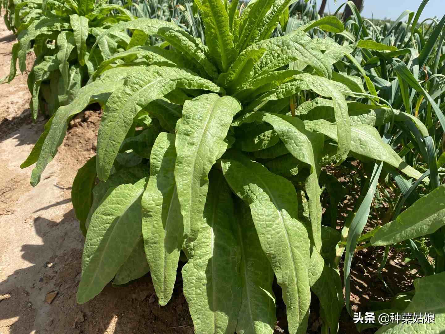 想要种好菜，先要养好根，这些栽培技术了解一下