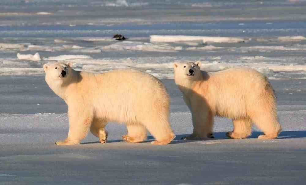 北极熊冬眠|为什么只有怀孕的北极熊能冬眠？