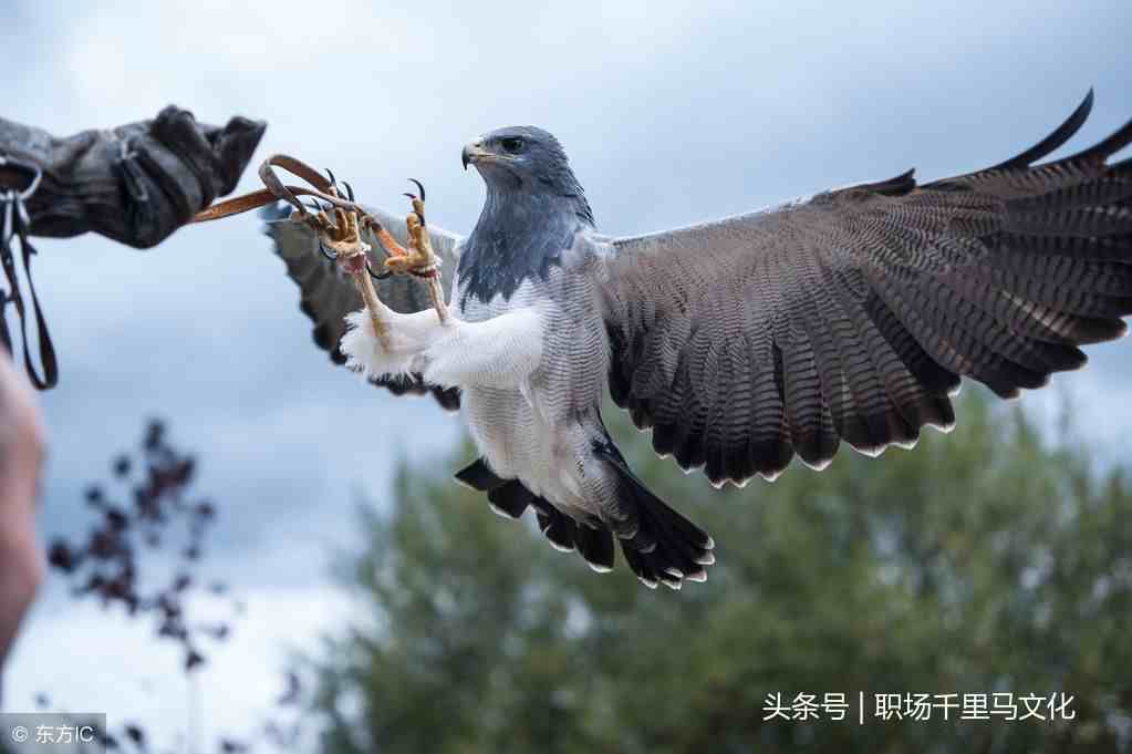 职场故事|办公室职场故事