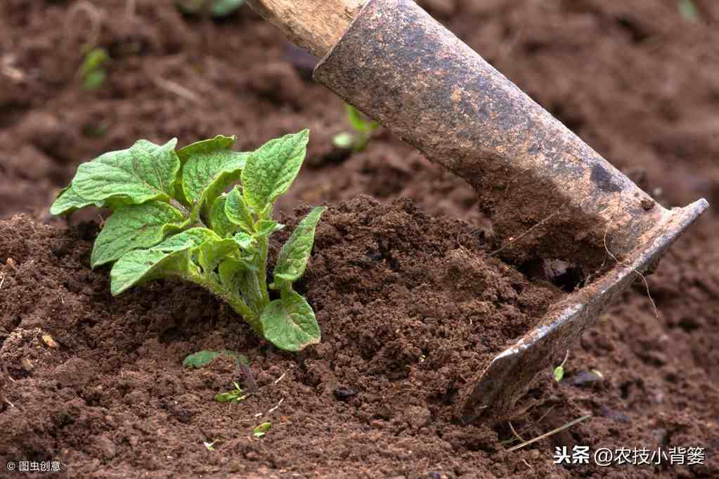 马铃薯种植技术|马铃薯怎样种植