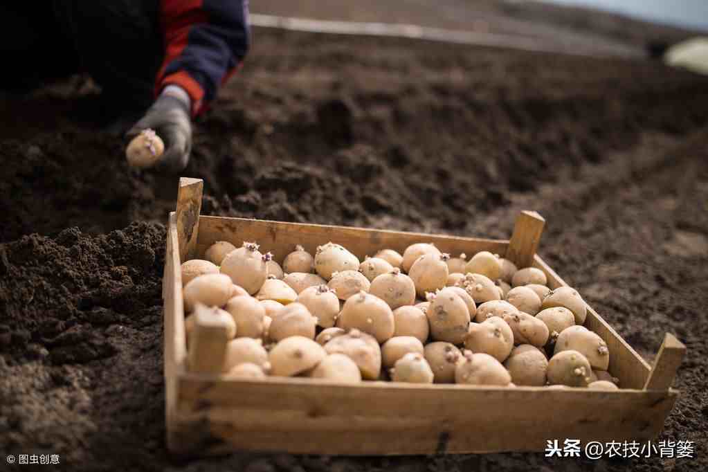 马铃薯种植技术|马铃薯怎样种植