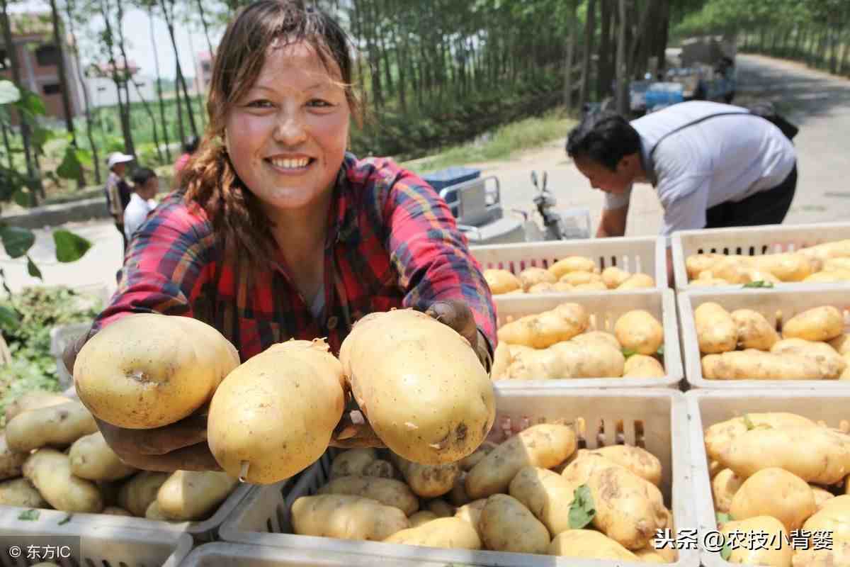 马铃薯种植技术|马铃薯怎样种植