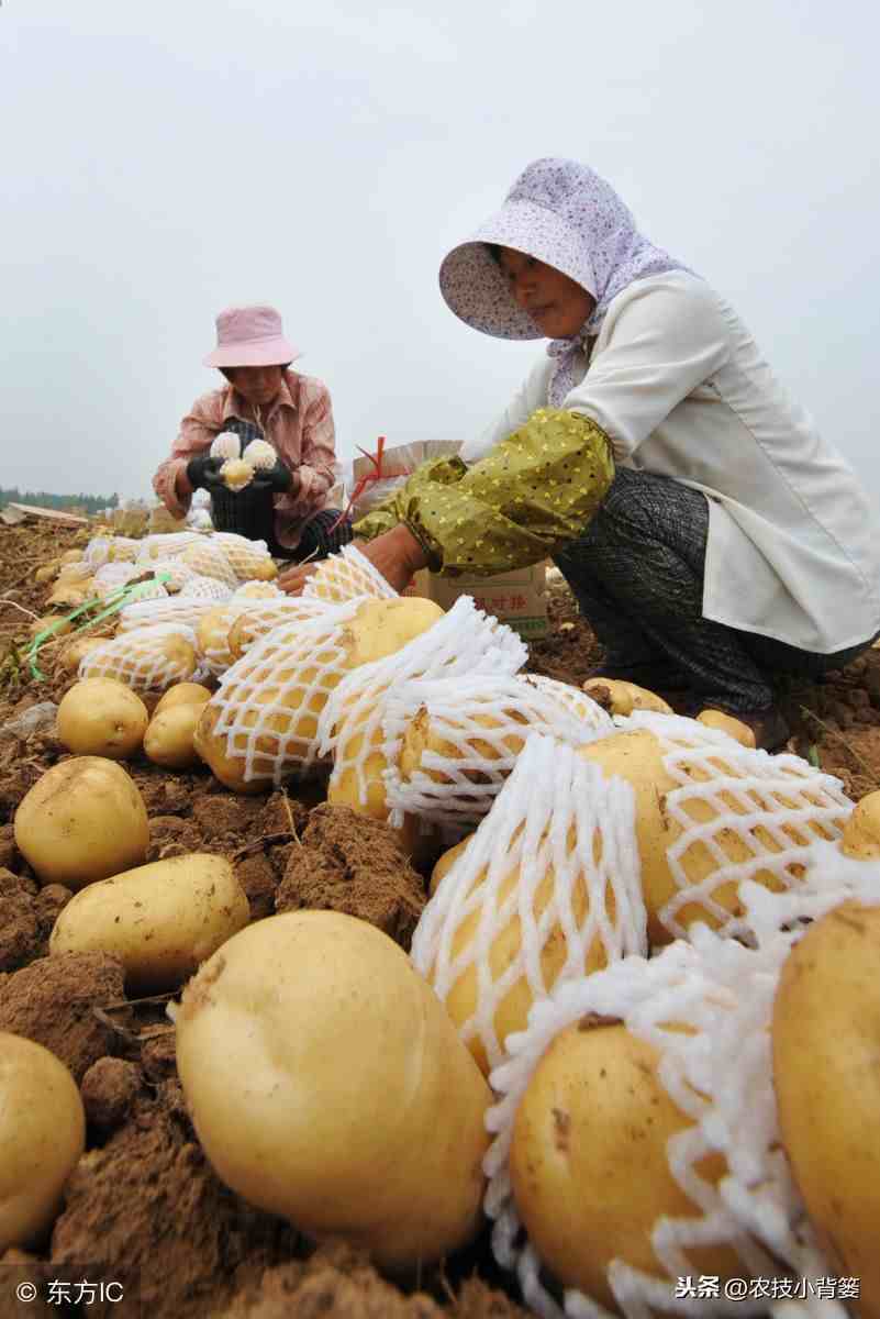 马铃薯种植技术|马铃薯怎样种植