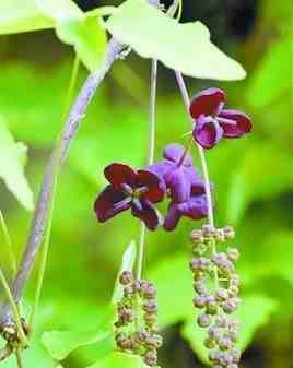 五叶木通生长在低海拔山坡林下草丛中，夏季开紫色花