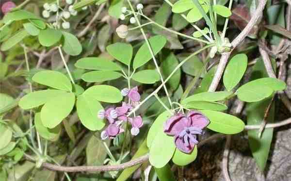 五叶木通生长在低海拔山坡林下草丛中，夏季开紫色花