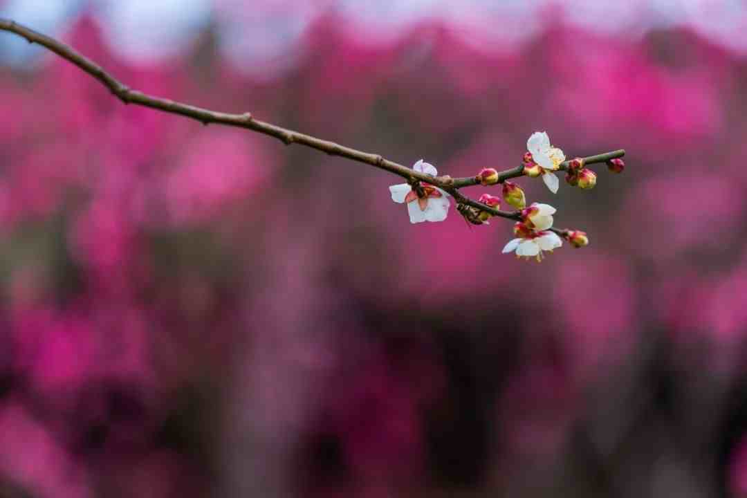 思念家乡的诗|20句思乡心切的诗词