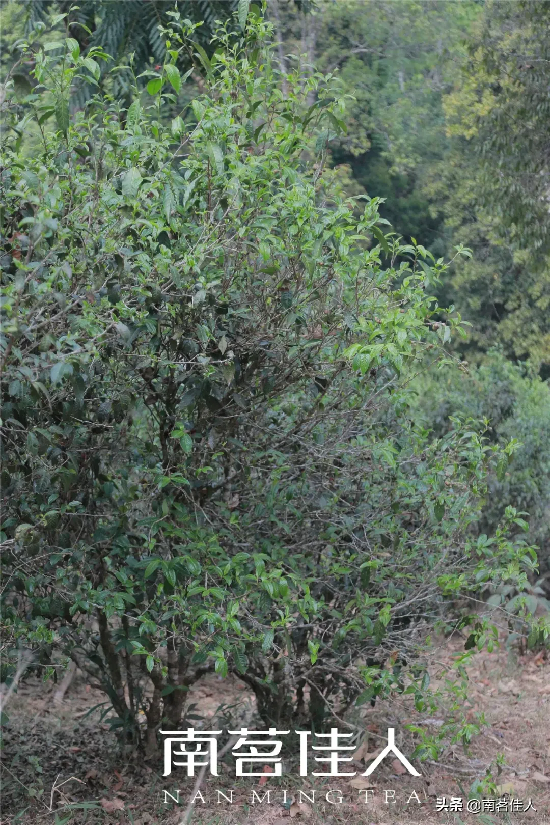 老班章普洱茶(老班章为什么能成为普洱茶界的王者)