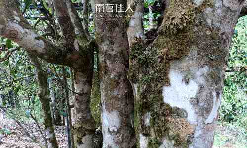 老班章普洱茶(老班章为什么能成为普洱茶界的王者)