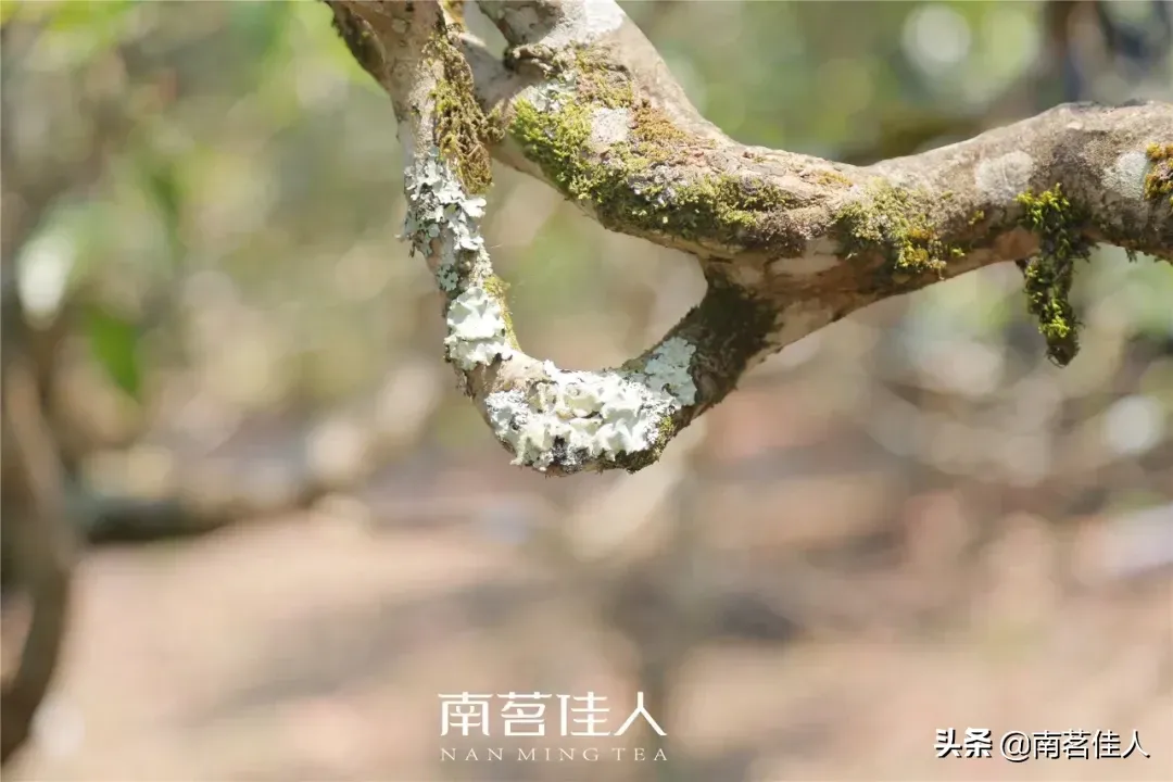 老班章普洱茶(老班章为什么能成为普洱茶界的王者)