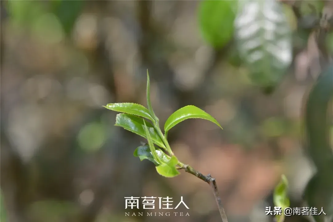 老班章普洱茶(老班章为什么能成为普洱茶界的王者)