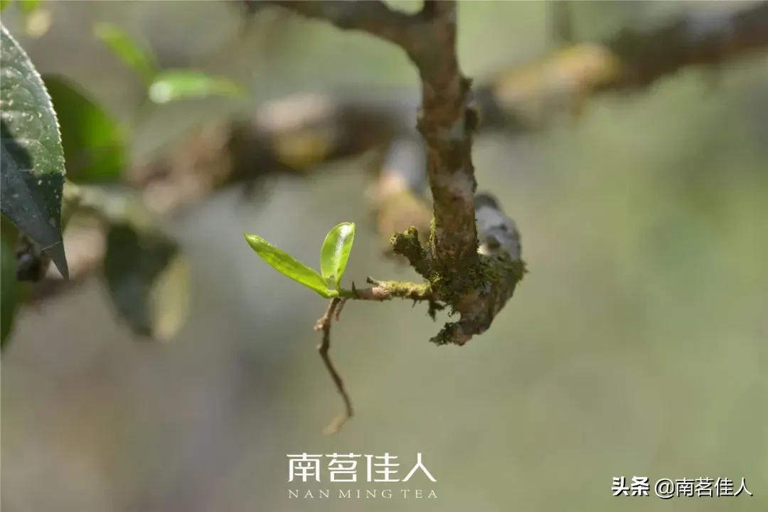 老班章普洱茶(老班章为什么能成为普洱茶界的王者)