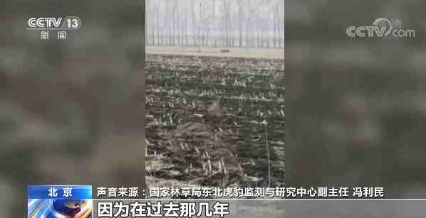 黑龙江被控制东北虎将被提取基因，抓捕细节曝光！网友评论亮了