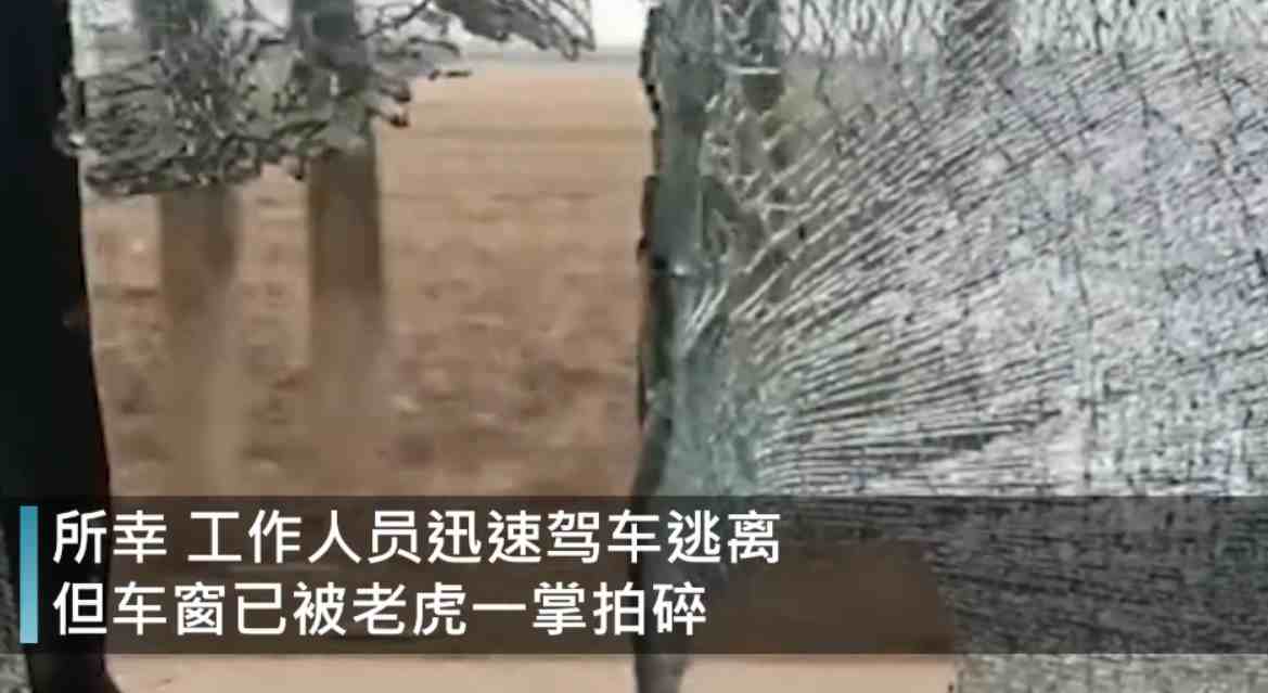 野生东北虎闯进黑龙江村庄，飞奔一掌拍碎车窗，它的杀伤力多强？
