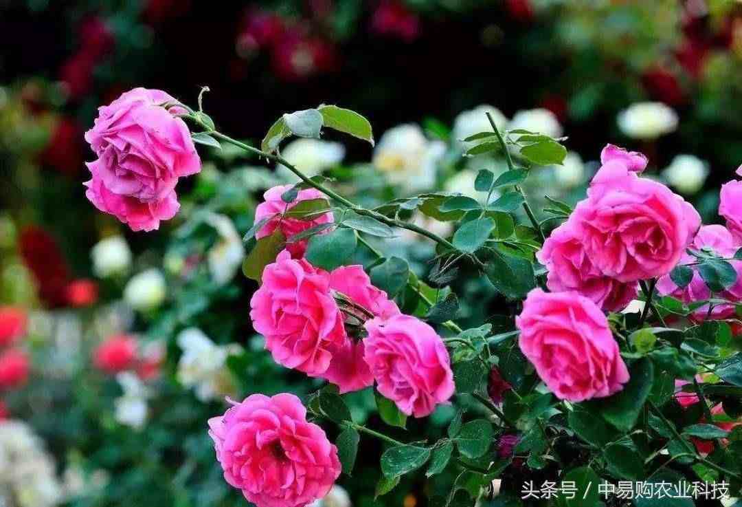 玫瑰花种植技术|玫瑰花的栽培技术