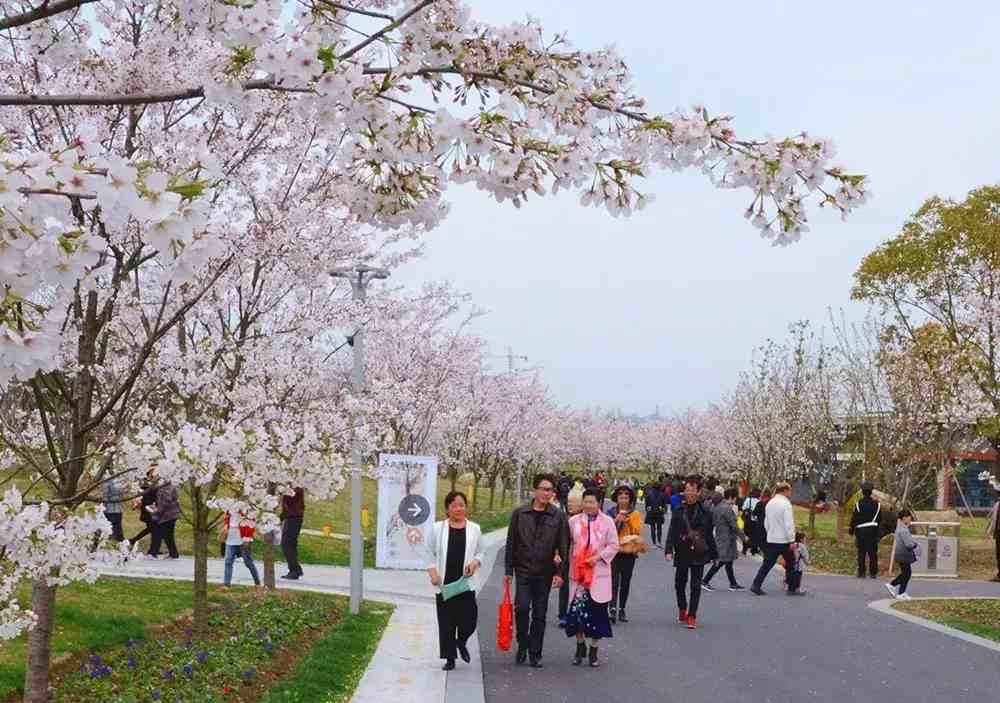 宁波樱花|宁波这10个最美赏樱地