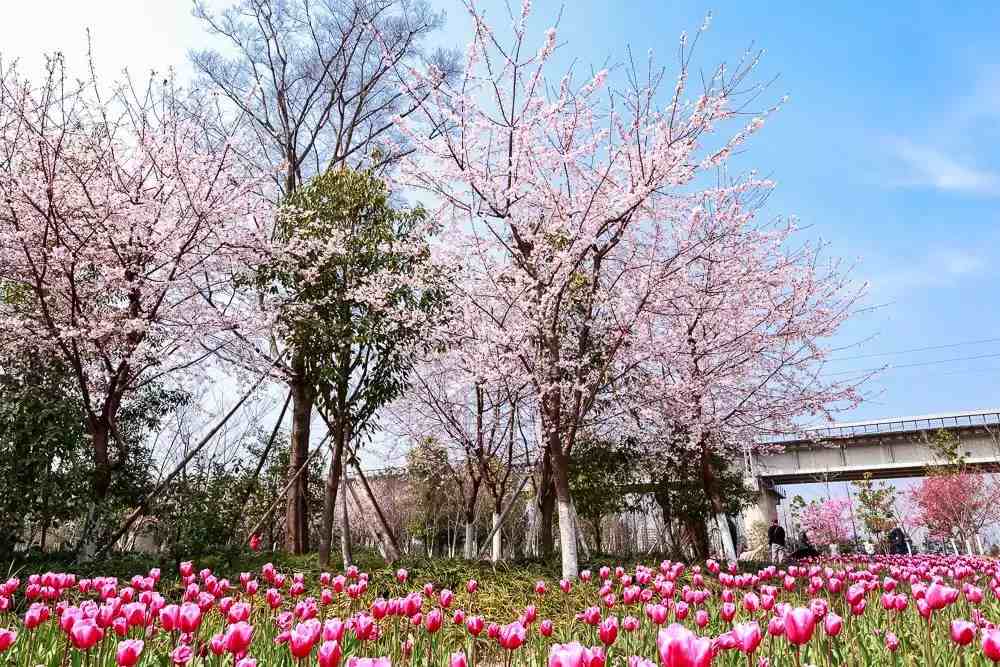 宁波樱花|宁波这10个最美赏樱地