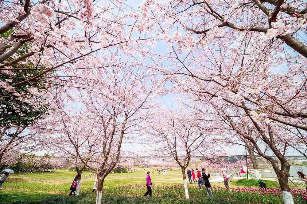 宁波樱花|宁波这10个最美赏樱地