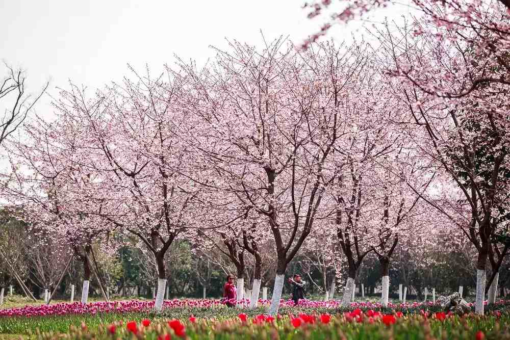 宁波樱花|宁波这10个最美赏樱地