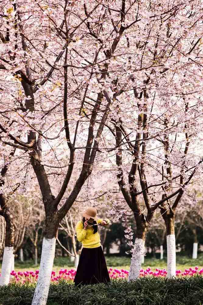 宁波樱花|宁波这10个最美赏樱地