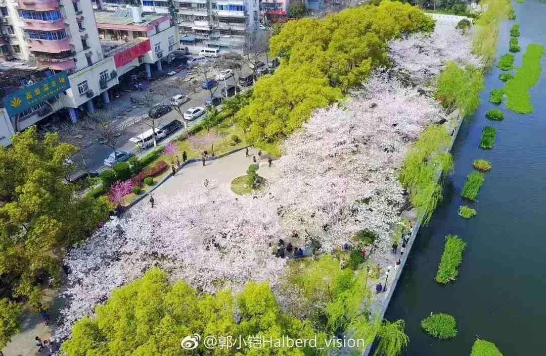 宁波樱花|宁波这10个最美赏樱地